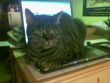 Kat på bærbar PC  (foto: JBH)